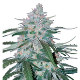 Pineapple Express Auto - 420 FastBuds